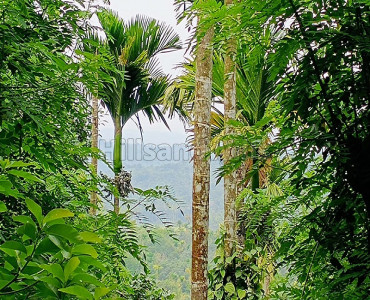 2 acres residential plot for sale in pulpally wayanad
