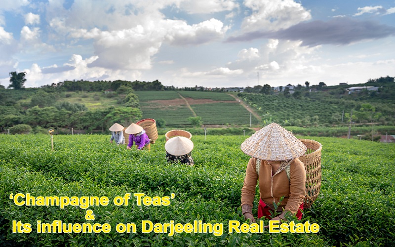 ‘Champagne of Teas’ & its influence on Darjeeling Real Estate